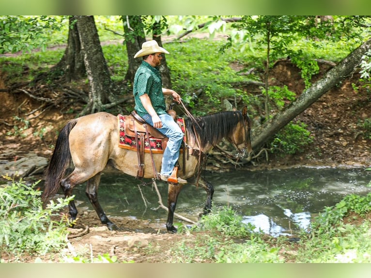 Quarter horse américain Hongre 6 Ans Grullo in Santa Fe
