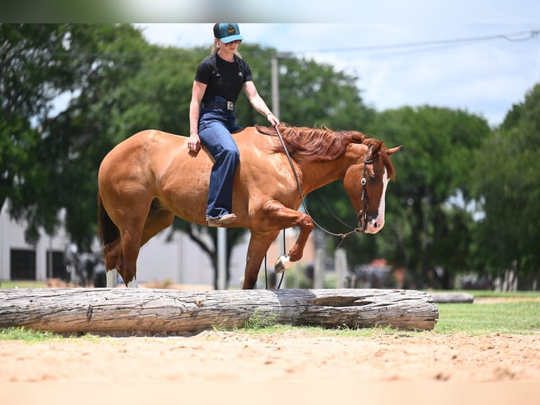 Quarter horse américain Hongre 6 Ans Isabelle in Waco