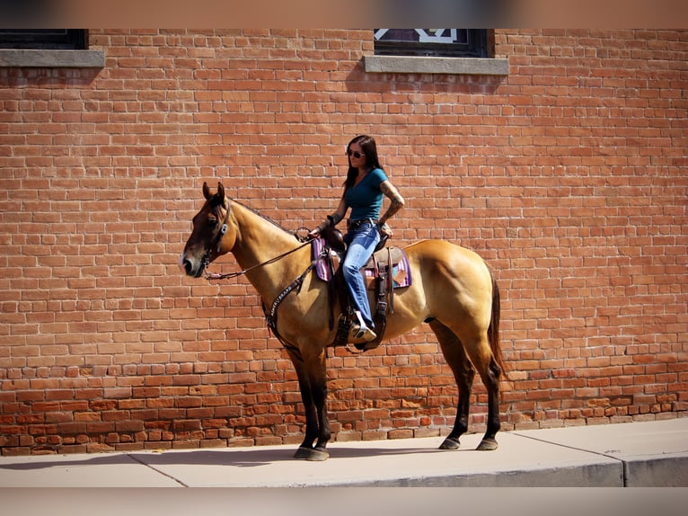 Quarter horse américain Hongre 6 Ans Isabelle in Marana