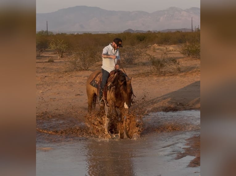Quarter horse américain Hongre 6 Ans Isabelle in Marana