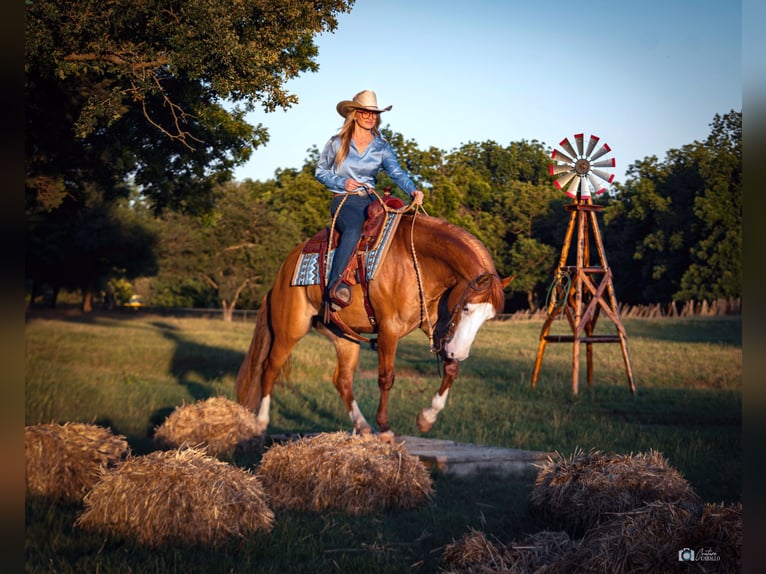 Quarter horse américain Hongre 6 Ans Isabelle in Addison, TX