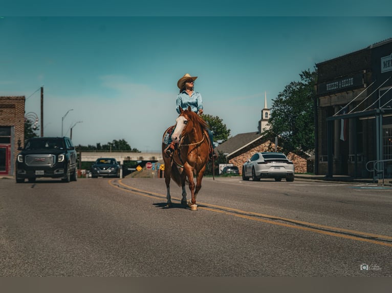 Quarter horse américain Hongre 6 Ans Isabelle in Addison, TX