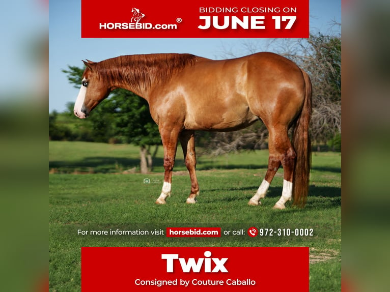 Quarter horse américain Hongre 6 Ans Isabelle in Addison, TX