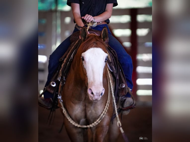 Quarter horse américain Hongre 6 Ans Isabelle in Addison, TX