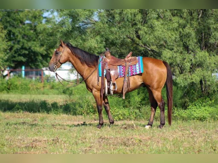 Quarter horse américain Hongre 6 Ans Isabelle in Mount Vernon