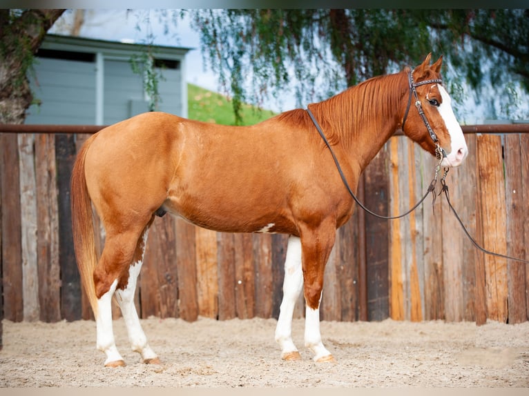 Quarter horse américain Hongre 6 Ans Isabelle in Murrieta, CA