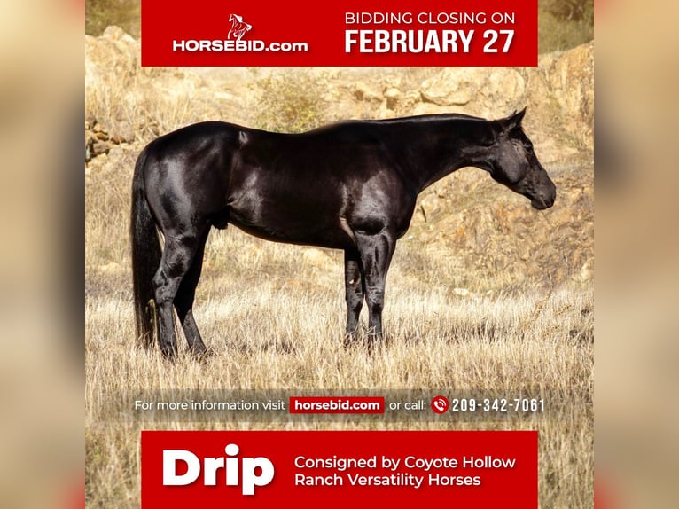 Quarter horse américain Hongre 6 Ans Noir in Waterford, CA