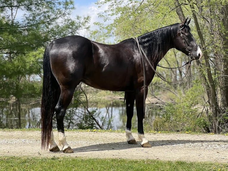 Quarter horse américain Hongre 6 Ans Noir in Zearing, IA