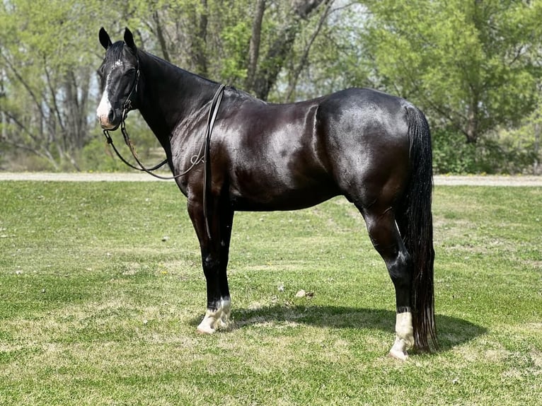 Quarter horse américain Hongre 6 Ans Noir in Zearing, IA