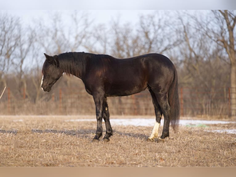 Quarter horse américain Hongre 6 Ans Noir in Carrolton MO