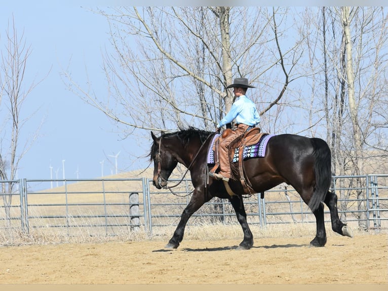 Quarter horse américain Hongre 6 Ans Noir in Joice IA