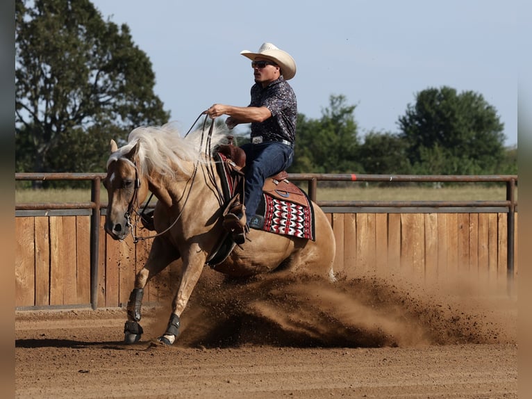 Quarter horse américain Hongre 6 Ans Palomino in Buffalo