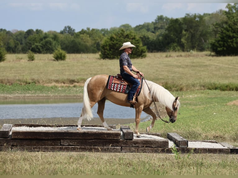 Quarter horse américain Hongre 6 Ans Palomino in Buffalo
