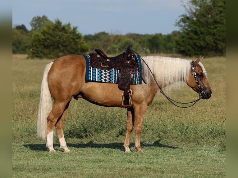 Quarter horse américain Hongre 6 Ans Palomino in Buffalo