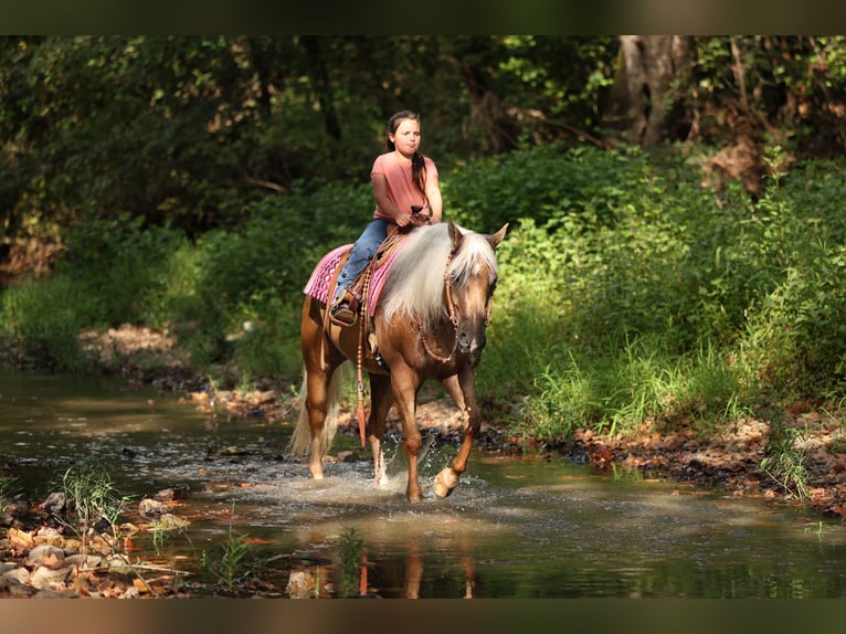 Quarter horse américain Hongre 6 Ans Palomino in Buffalo