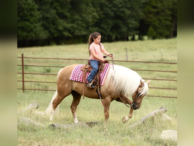 Quarter horse américain Hongre 6 Ans Palomino in Buffalo