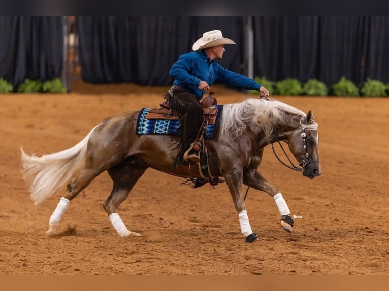 Quarter horse américain Hongre 6 Ans Palomino in Buffalo
