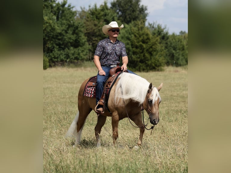 Quarter horse américain Hongre 6 Ans Palomino in Buffalo