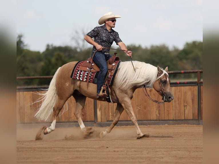 Quarter horse américain Hongre 6 Ans Palomino in Buffalo