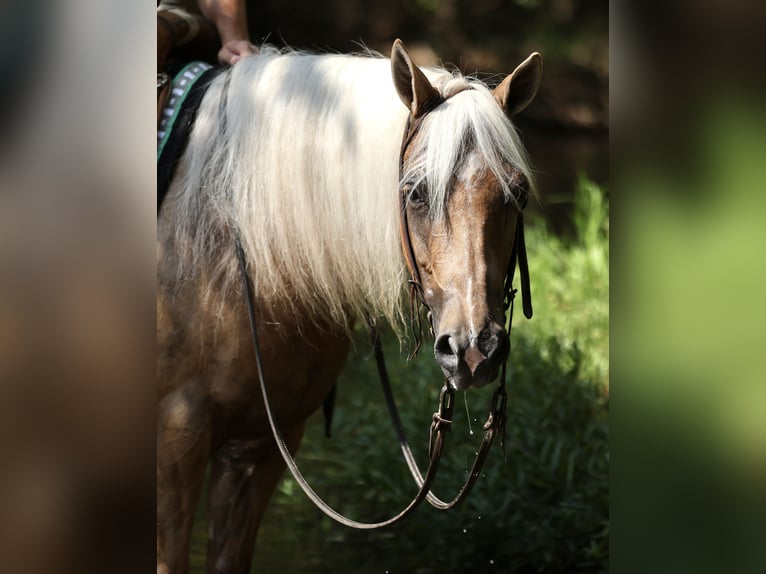 Quarter horse américain Hongre 6 Ans Palomino in Buffalo