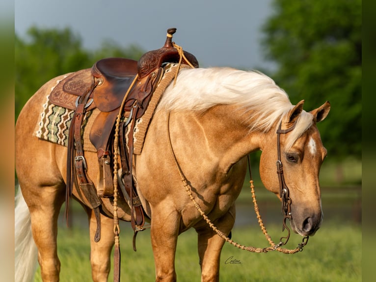 Quarter horse américain Hongre 6 Ans Palomino in Fort Worth