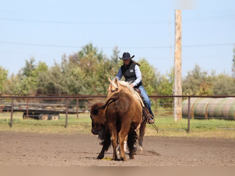 Quarter horse américain Hongre 6 Ans Palomino in Fort Worth