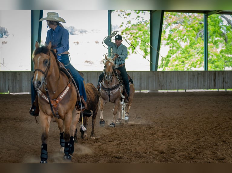 Quarter horse américain Hongre 6 Ans Palomino in Fort Worth