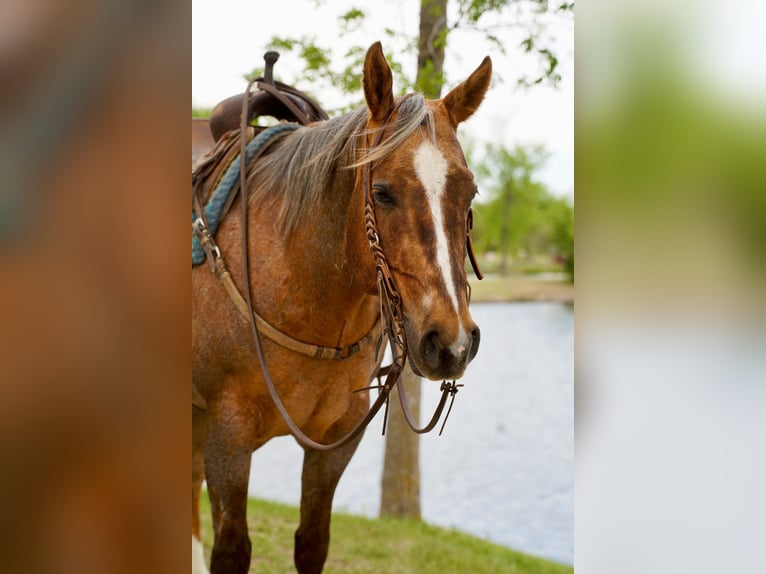 Quarter horse américain Hongre 6 Ans Palomino in Brandon