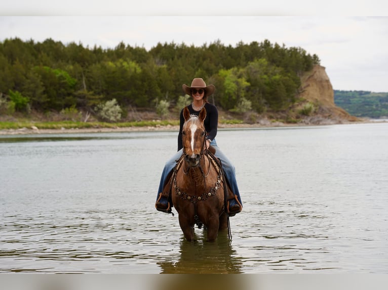 Quarter horse américain Hongre 6 Ans Palomino in Brandon