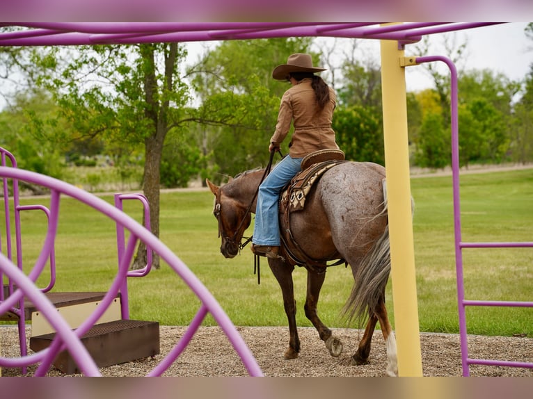 Quarter horse américain Hongre 6 Ans Palomino in Brandon