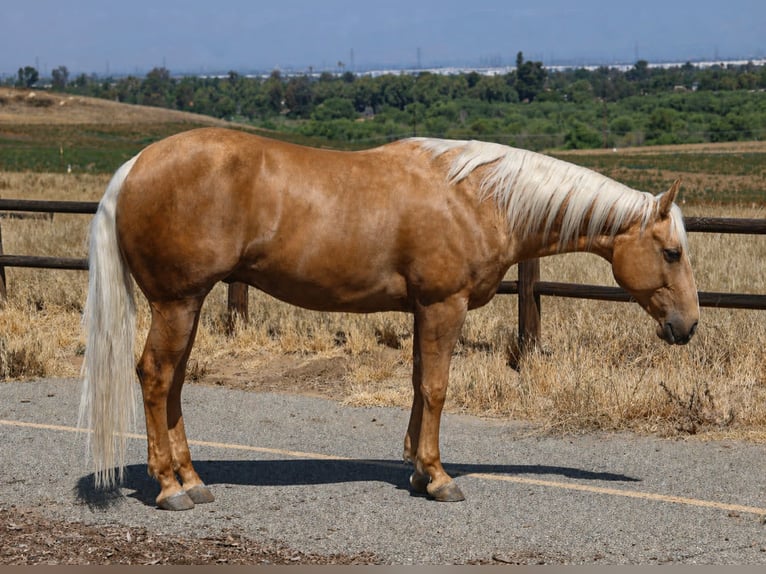 Quarter horse américain Hongre 6 Ans Palomino in Norco