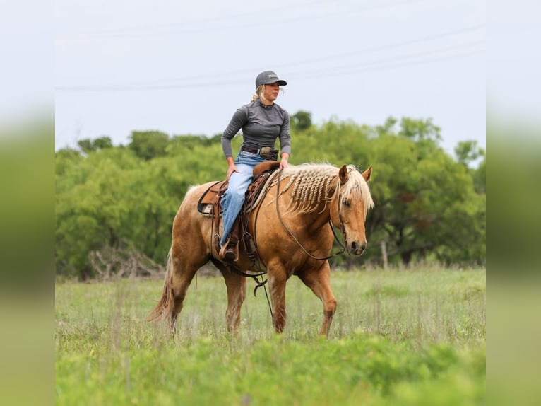 Quarter horse américain Hongre 6 Ans Palomino in Ranger