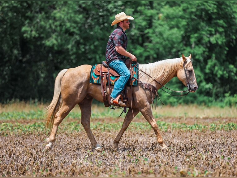 Quarter horse américain Hongre 6 Ans Palomino in Santa Fe