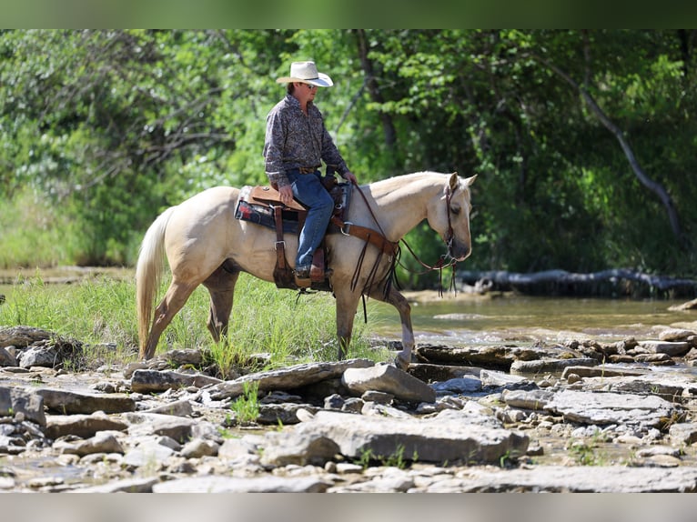 Quarter horse américain Hongre 6 Ans Palomino in Stephenville
