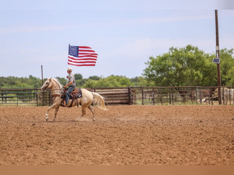 Quarter horse américain Hongre 6 Ans Palomino in Stephenville