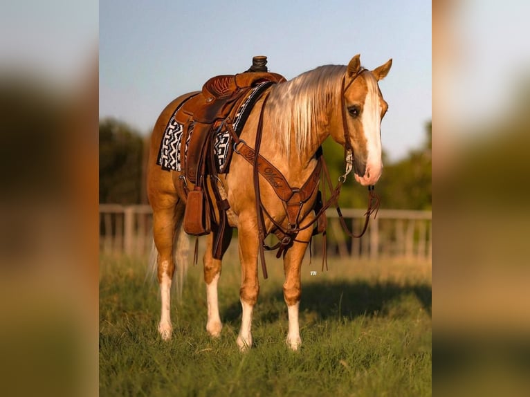 Quarter horse américain Hongre 6 Ans Palomino in Weatherford, TX