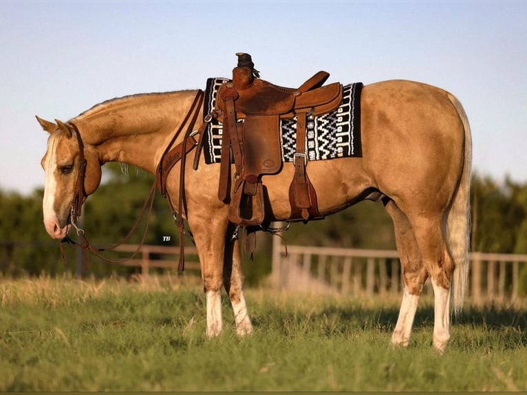 Quarter horse américain Hongre 6 Ans Palomino in Weatherford, TX