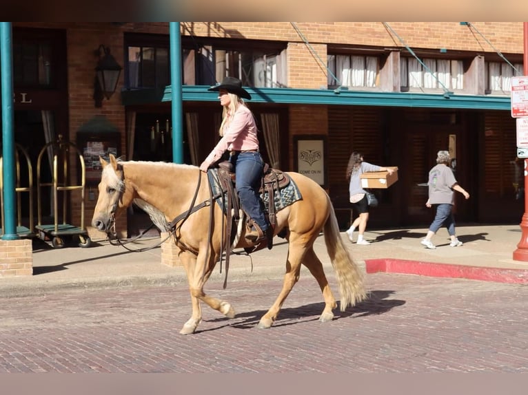 Quarter horse américain Hongre 6 Ans Palomino in Joshua, TX