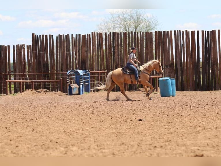 Quarter horse américain Hongre 6 Ans Palomino in Joshua, TX