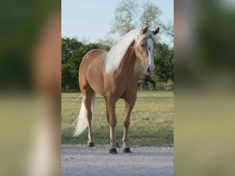 Quarter horse américain Hongre 6 Ans Palomino in Weatherford, TX