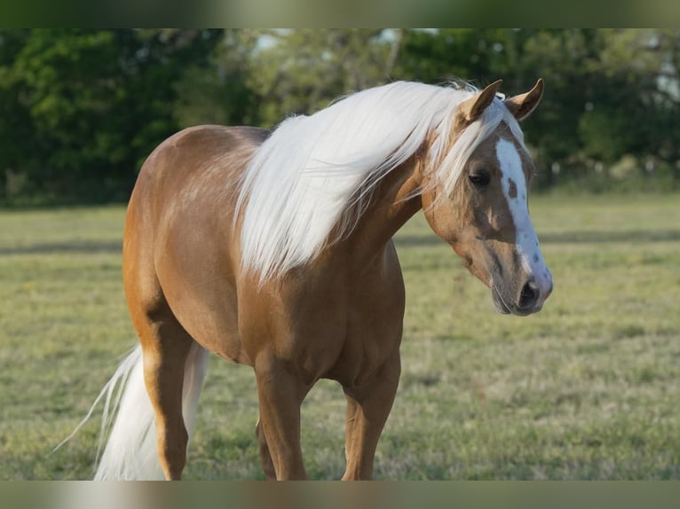 Quarter horse américain Hongre 6 Ans Palomino in Weatherford, TX
