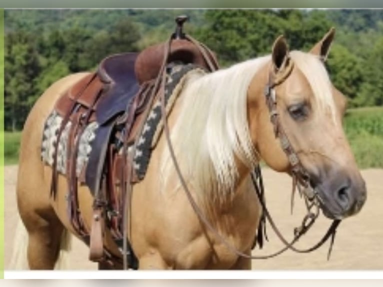 Quarter horse américain Hongre 6 Ans Palomino in Saint Joe