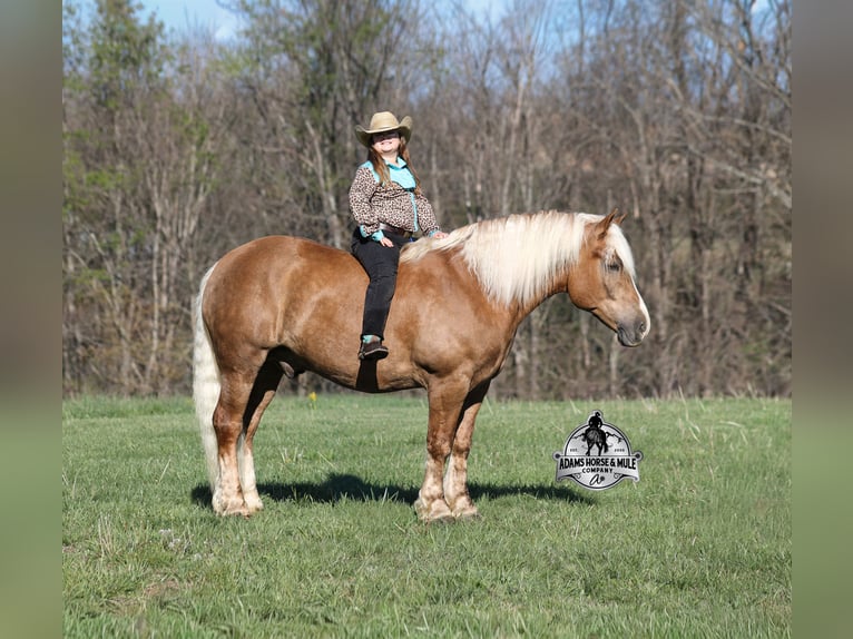 Quarter horse américain Hongre 6 Ans Palomino in Mount Vernon