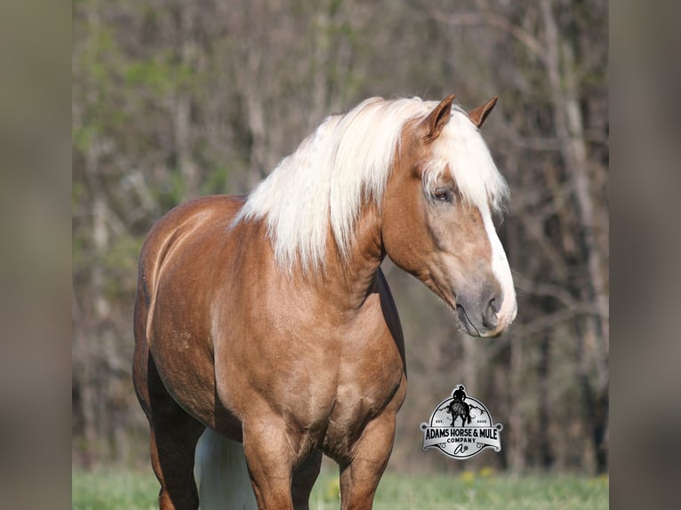 Quarter horse américain Hongre 6 Ans Palomino in Mount Vernon
