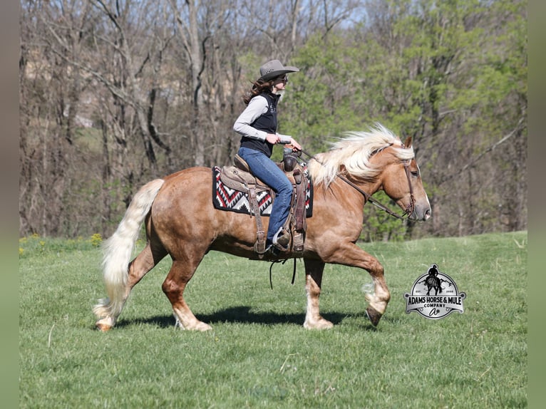 Quarter horse américain Hongre 6 Ans Palomino in Mount Vernon