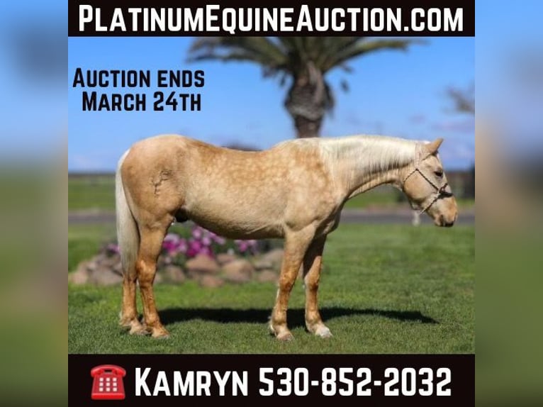 Quarter horse américain Hongre 6 Ans Palomino in Pleasant Grove MO