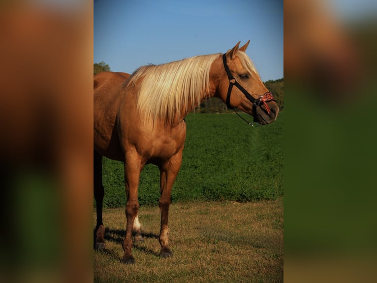 Quarter horse américain Hongre 6 Ans Palomino in Saint Joe IN