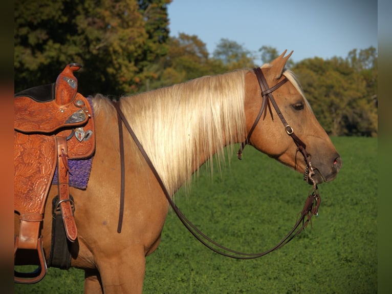 Quarter horse américain Hongre 6 Ans Palomino in Saint Joe IN