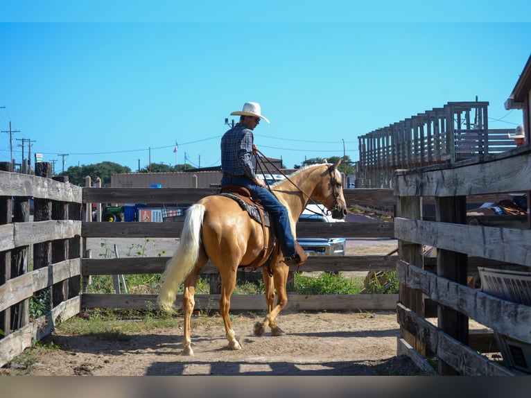Quarter horse américain Hongre 6 Ans Palomino in STEPHENVILLE, TX