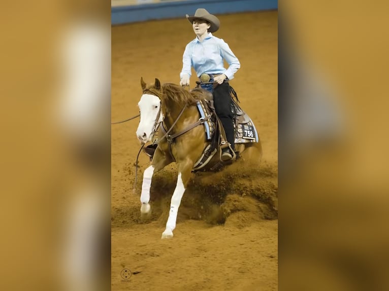 Quarter horse américain Croisé Hongre 6 Ans Pinto in Wray